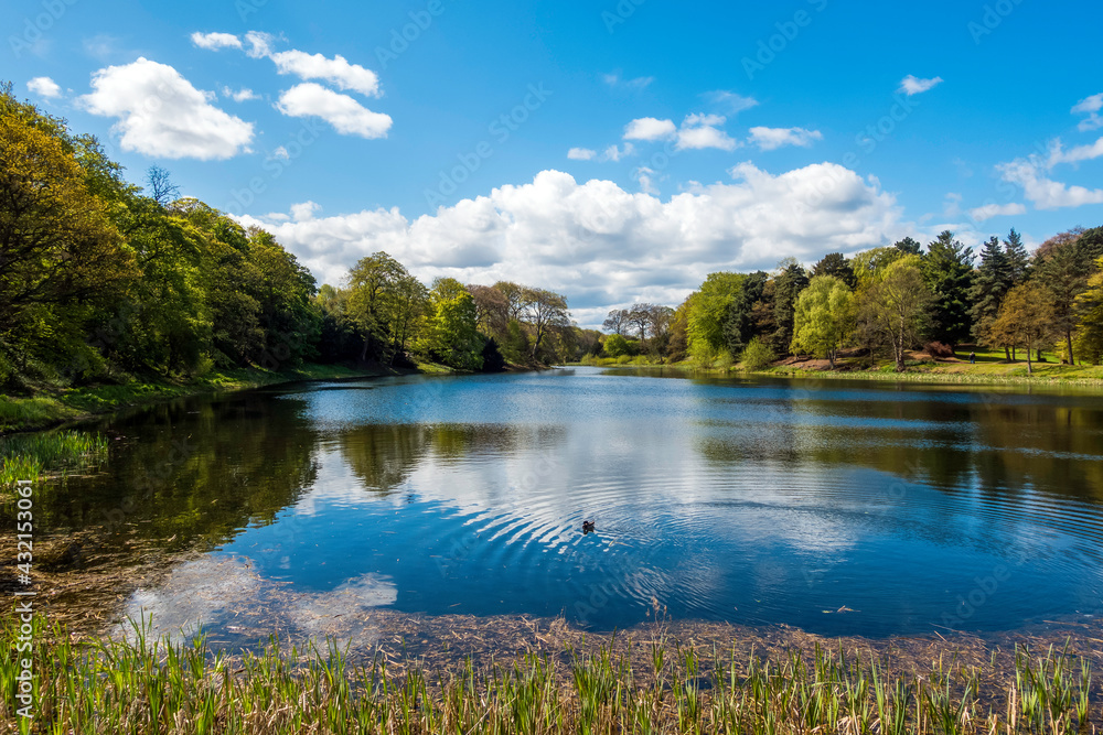 Fototapeta premium lake in the forest