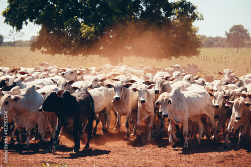 Fotografie, Obraz herd of cows