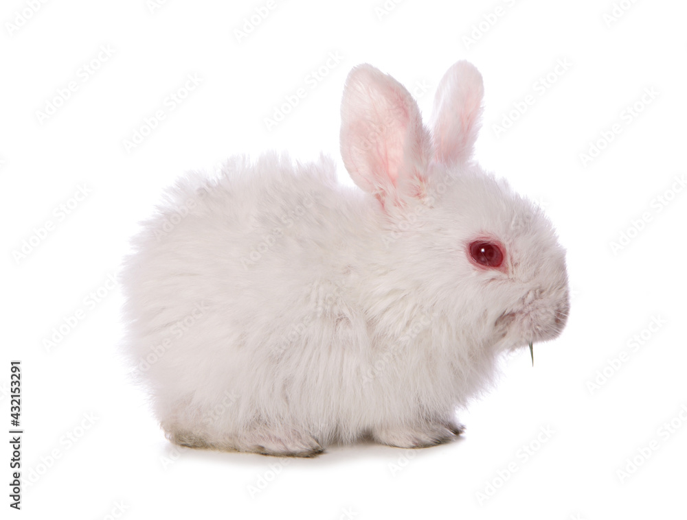 single 4 week old baby rabbit studio cutout single 4 week old baby rabbit studio cutout