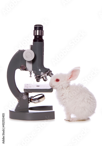 Photography Stop testing on animals studio cutout