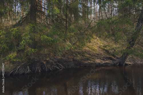 A large spruce on a bank of forest river. Dark water of a peat forest river.
