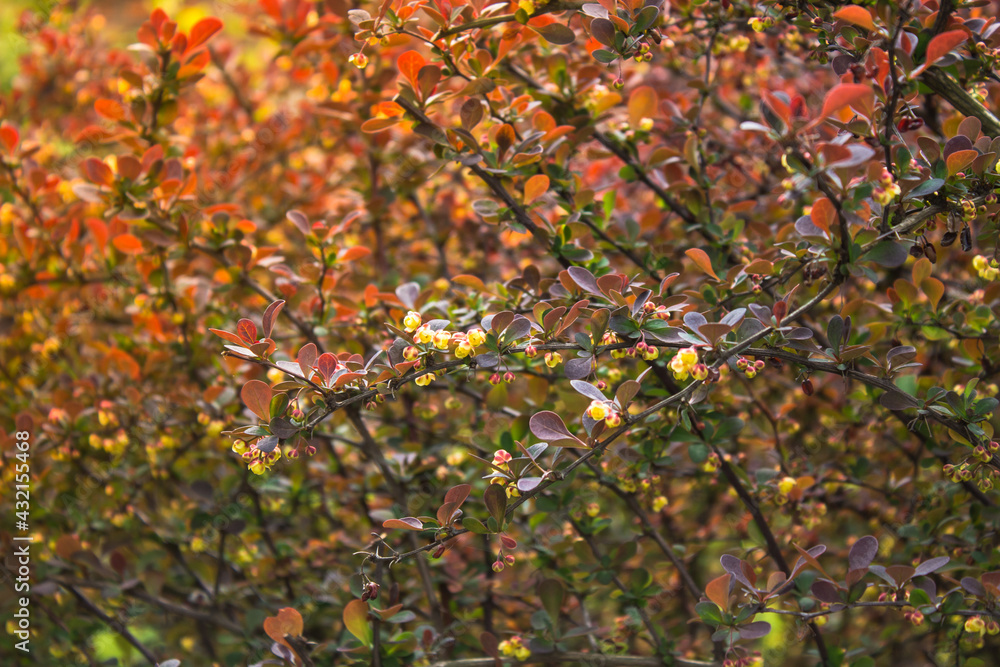 Fototapeta premium autumn leaves background