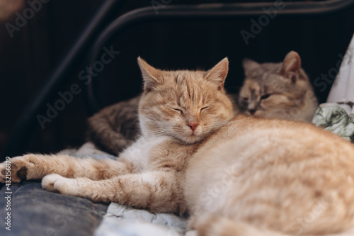 two beautiful cats sleep sweetly together