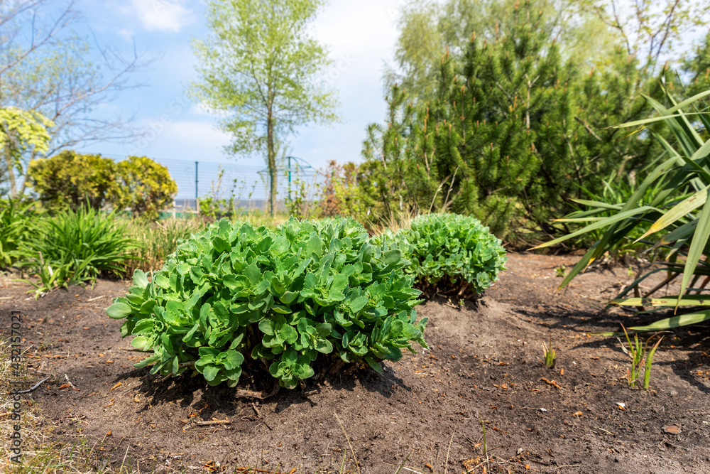 Beautilful ornamental garden with young green sedum spectabile, snowy stonecrop or ice plant Hylotelephium spectabile growing in flowerbed. Home backyard botanical decoration and gardening concept Beautilful ornamental garden with young green sedum spectabile, snowy stonecrop or ice plant Hylotelephium spectabile growing in flowerbed. Home backyard botanical decoration and gardening concept