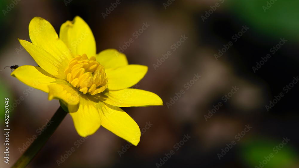 Spring blooms of yellow flowers primroses. Ficaria verna. small yellow meadow flower with green leaves. nature in spring. blurred background. yellow flower. macro nature. space for text, close-up Spring blooms of yellow flowers primroses. Ficaria verna. small yellow meadow flower with green leaves. nature in spring. blurred background. yellow flower. macro nature. space for text, close-up