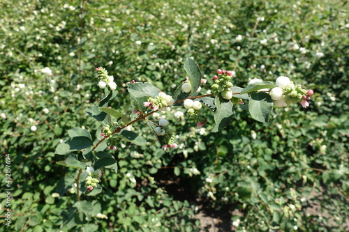 Shoot of blossoming bush of common snowberry in July