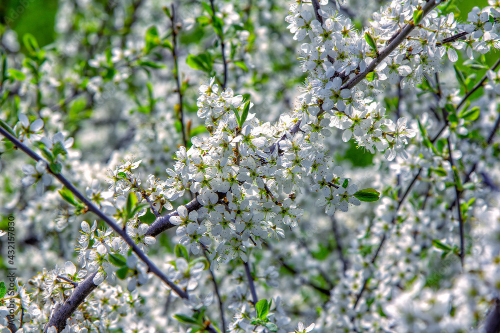 Beautiful blooming apricot tree branches with white flowers growing in a garden. Spring nature background. Beautiful blooming apricot tree branches with white flowers growing in a garden. Spring nature background.