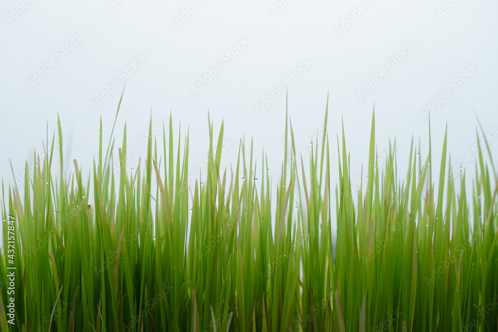 Obraz premium Morning dew on the tops of the morning grass. 