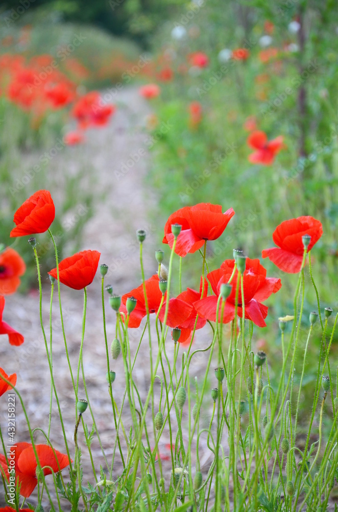 Fototapeta premium red poppies