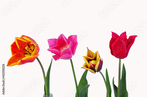 Multicolored tulips on a white background. Isolated on white.