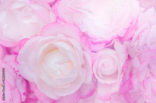 pastel light pink roses in soft color and blur style for background