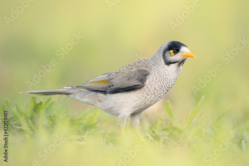 Portrait of a noisy miner (Manorina melanocephala) bird standing on the grass, Australia photo