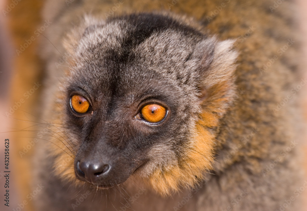 Fototapeta premium Mongoose Lemur