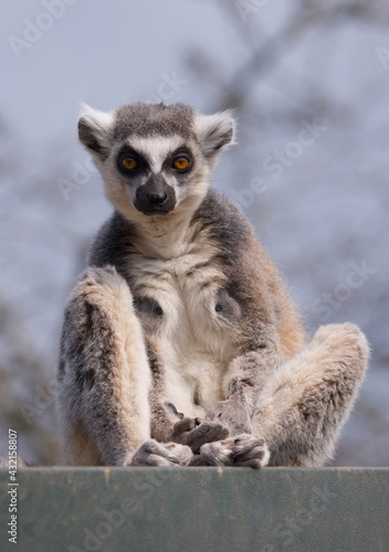 Ring Tailed Lemur © Chris Brignell