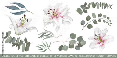 Vector Floral Set. White Lilies, eucalyptus sprigs, seaweed, green leaves and plants. Flowers and plants on white background.