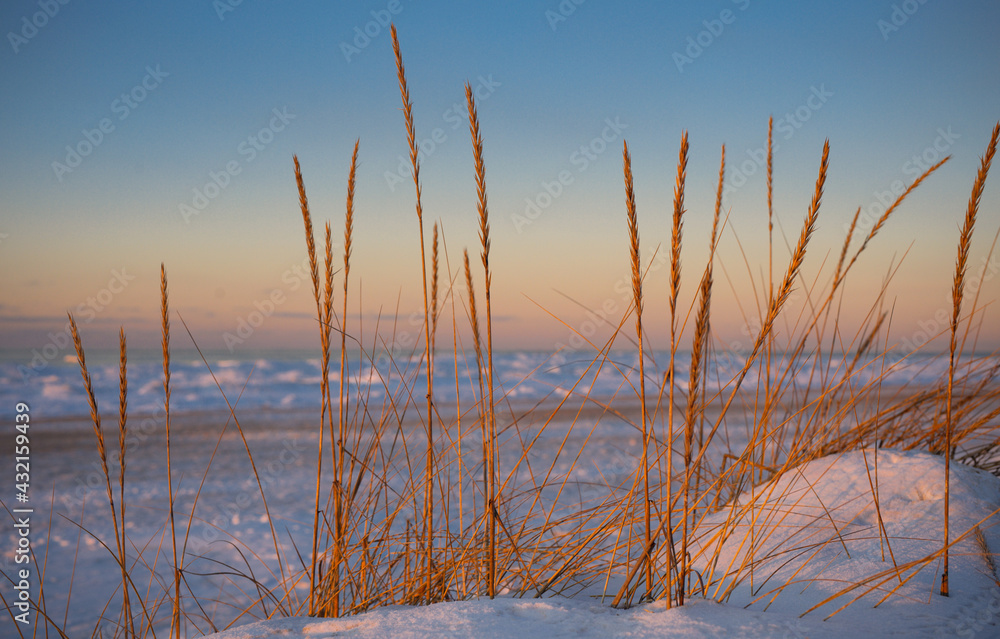 Beautiful reeds at winter near frozen sea