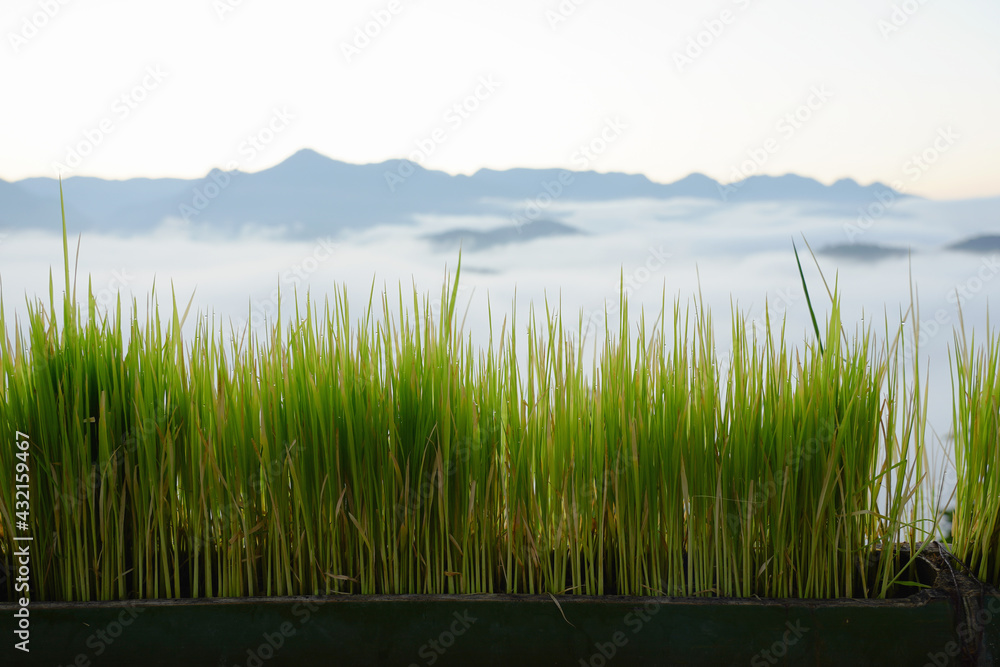 Obraz premium Morning dew on the tops of the morning grass. 