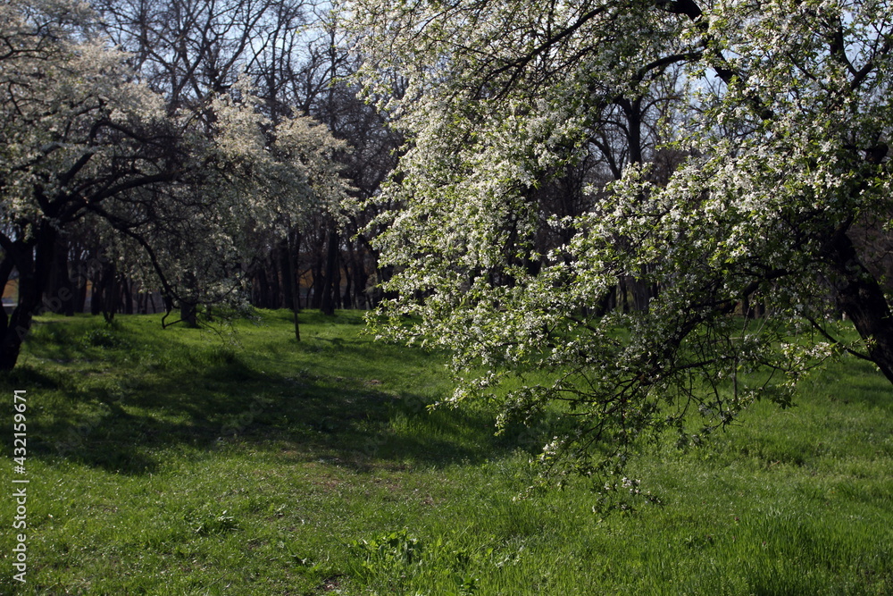 flowering trees in the park