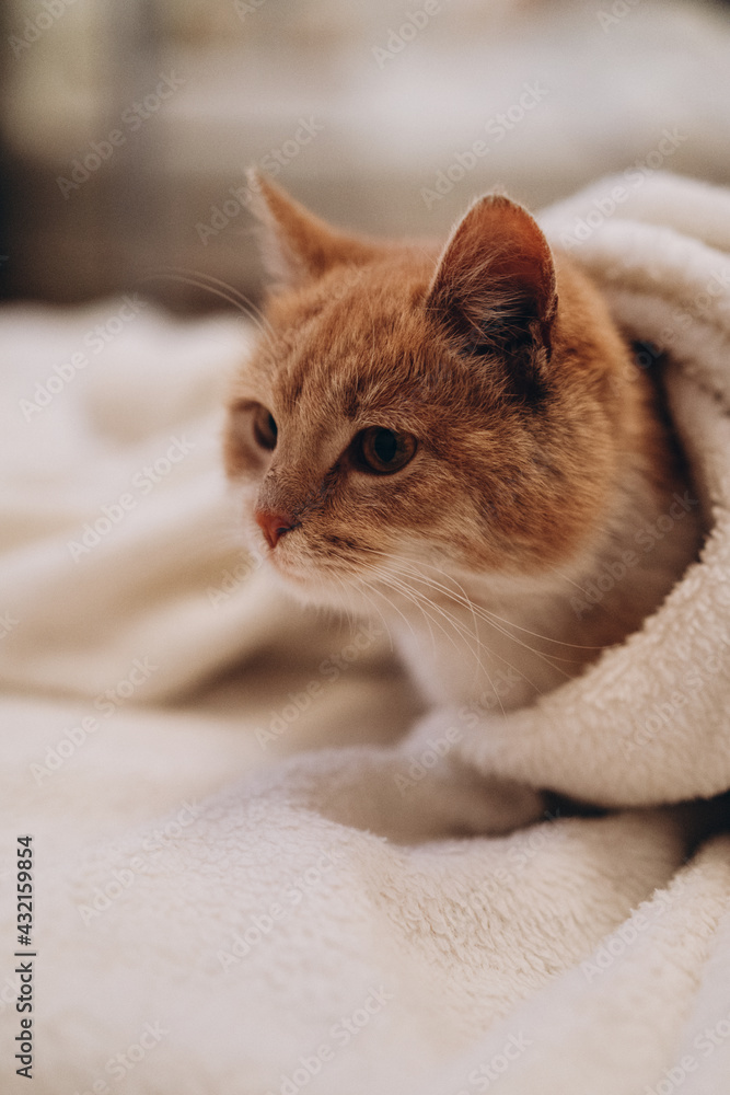 cute ginger cat sleeping comfortably in a blanket, photo noise, grain filter cute ginger cat sleeping comfortably in a blanket, photo noise, grain filter