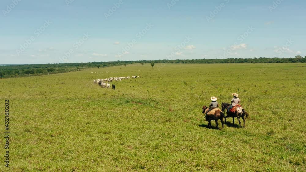 cowboys brazil backcountry cows catttle hourse riding cows aerial outdoors 4k cowboys brazil backcountry cows catttle hourse riding cows aerial outdoors 4k