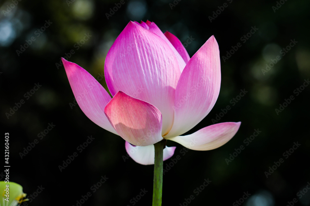 Obraz premium Close up pink lotus flower in pond is beautiful
