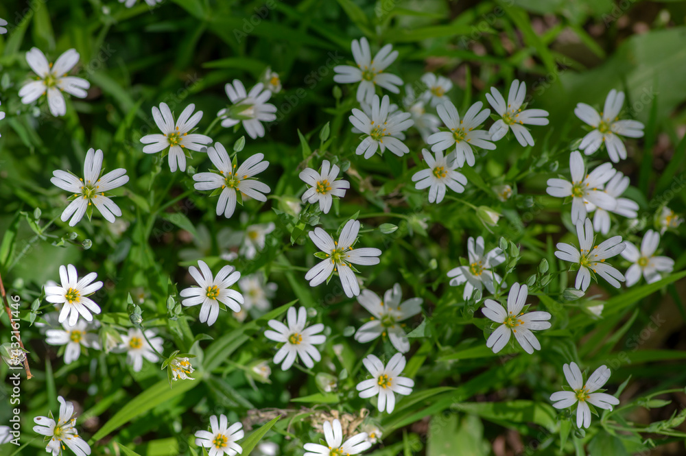 Rabalera Stellaria holostea greater stitchwort perennial flowers in bloom, group of white flowering plants on green background