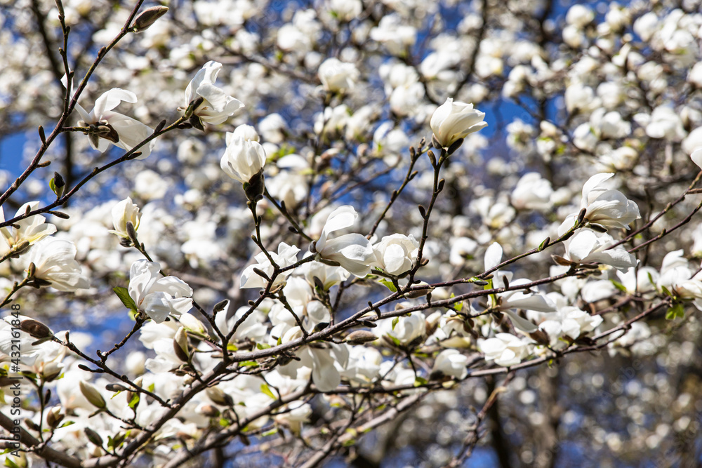 Beautiful white magnolia flowers in spring season on the magnolia tree. White magnolia flowering background. Beautiful white magnolia flowers in spring season on the magnolia tree. White magnolia flowering background.