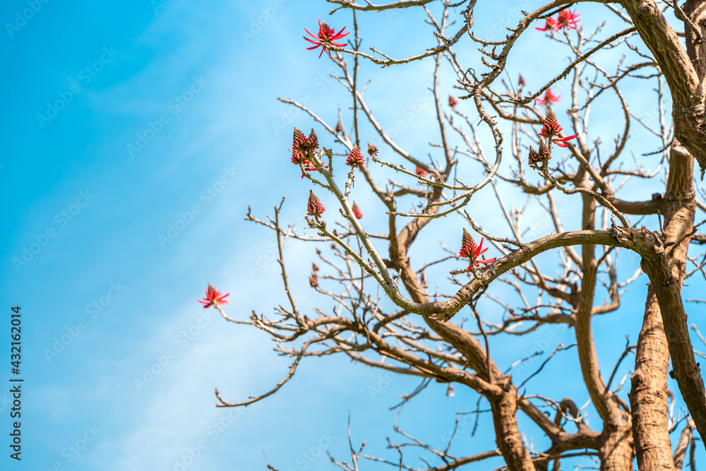 Beautiful natural background with a blooming tree with red flowers, Los Angeles, Calfiornia Beautiful natural background with a blooming tree with red flowers, Los Angeles, Calfiornia