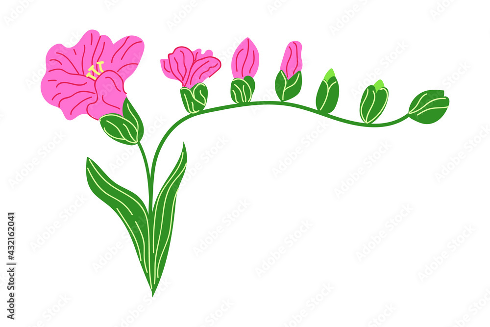 Hand drawn Freesia flower. Flat illustration.