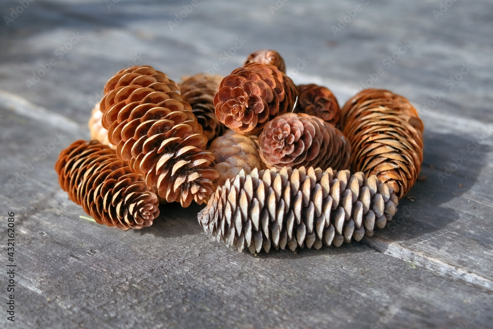 Naklejka premium A bunch of dry fir cones on the background of old wooden boards close-up.