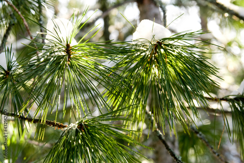 snow and pine needles, sun light