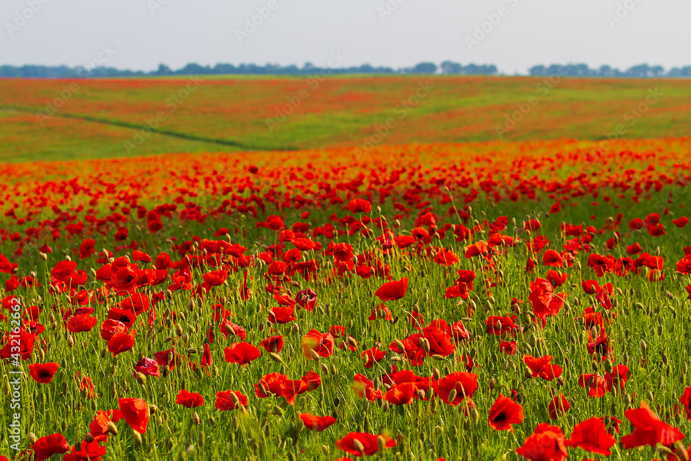 Field of red poppies flowers