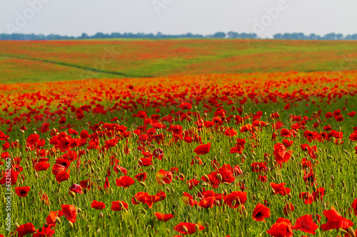 Field of red poppies flowers