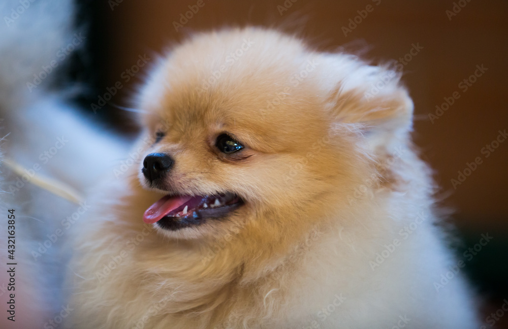 Portrait of a beautiful fluffy Pomeranian dog