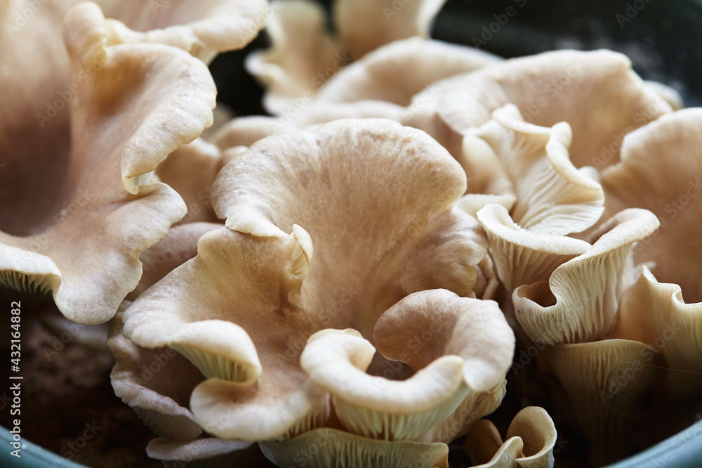 Austernseitlinge; Pilze; Pleurotus ostreatus Austernseitlinge; Pilze; Pleurotus ostreatus