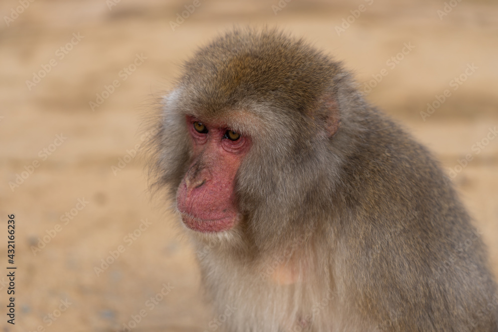 Japanese macaque in Arashiyama, Kyoto. Japanese macaque in Arashiyama, Kyoto.