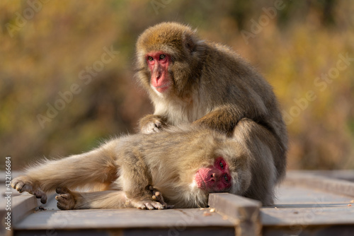 Grooming Japanese macaque in Arashiyama, Kyoto. © exs