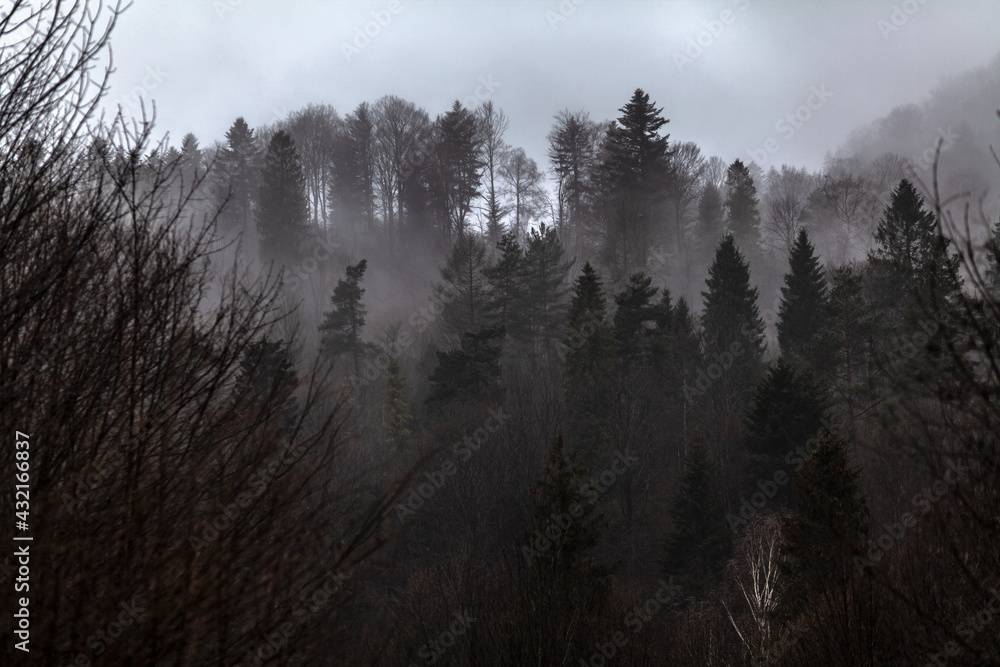 Forest in the mist, Bieszczady Mountains, Poland