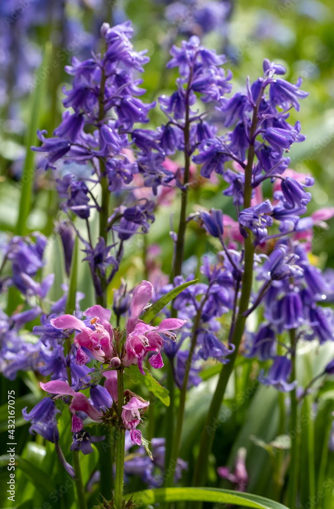 Obraz premium Purple dead nettle with attractive pink flowers amidst a cluster of wild bluebells, photographed in spring in London, UK. Purple dead nettle is edible, gows in the wild and can be foraged. 