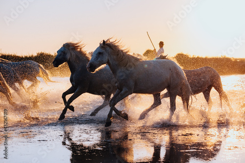 Aigues Mortes, France. wild horses of Camargue running on water