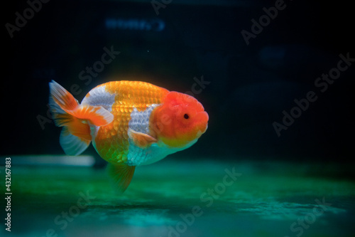 The cute and beautiful Ranchu in the tank