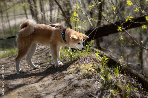 Young Akita Inu eats grass at a ravine in the forest