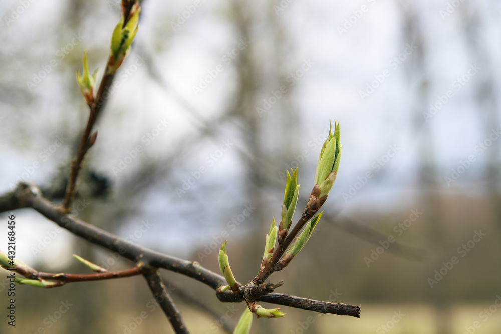 Spring first green leaves bloom on tree branches. Nature wakes up Spring first green leaves bloom on tree branches. Nature wakes up