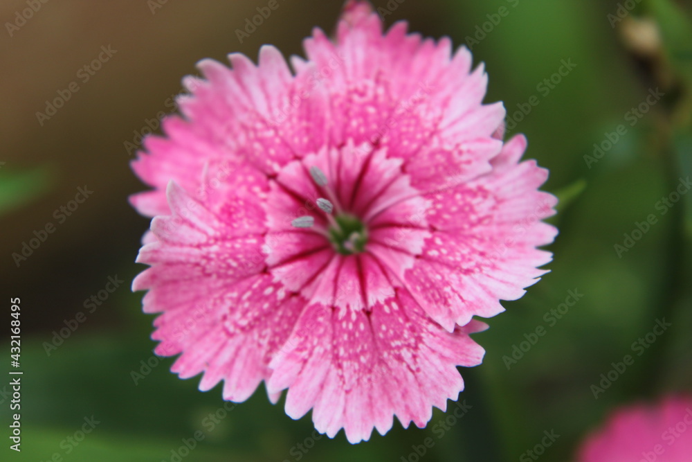 Obraz premium flower