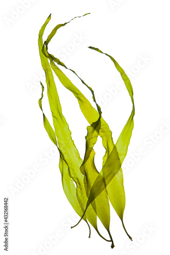 Fotografie, Obraz Seaweed kelp or laminaria seedling isolated on white background.