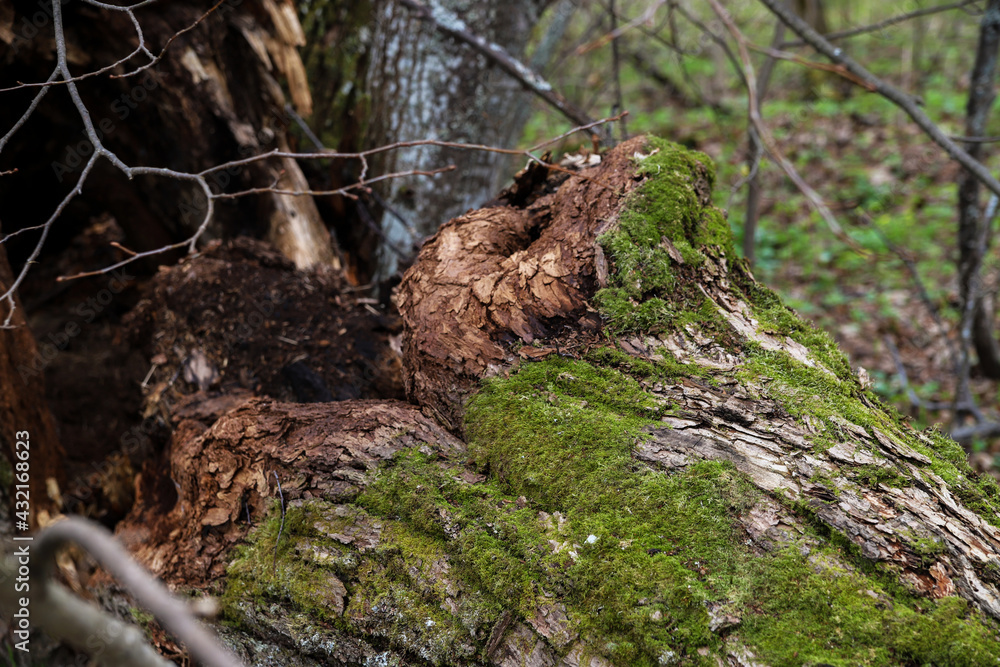 Rotten tree stump overgrown with green moss in the forest. Nature background Rotten tree stump overgrown with green moss in the forest. Nature background