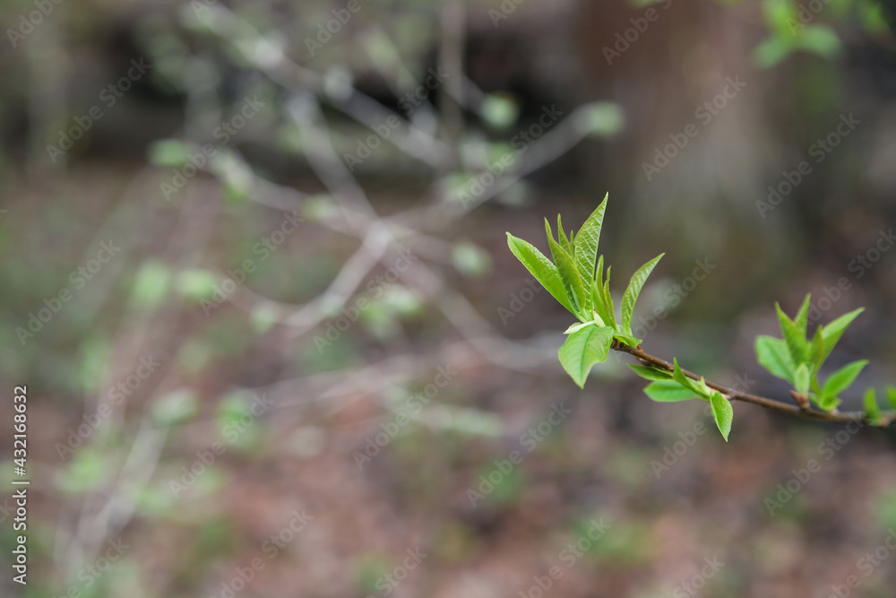 Spring first green leaves bloom on tree branches. Nature wakes up Spring first green leaves bloom on tree branches. Nature wakes up