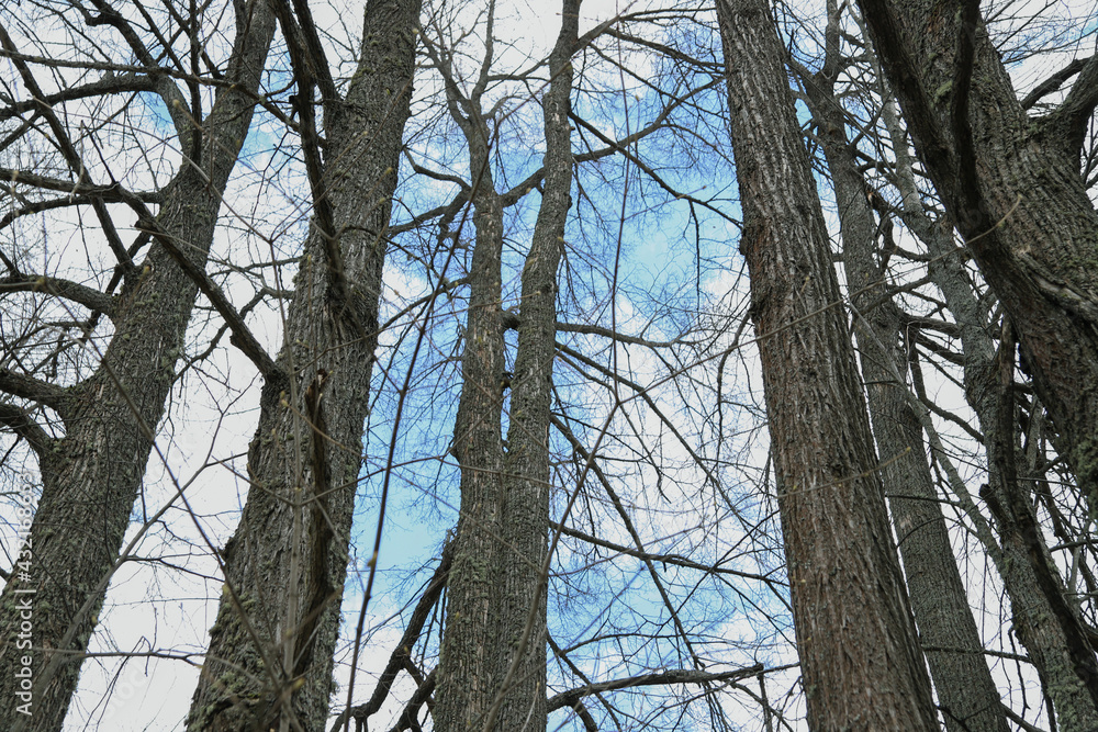 Bare old trees against the blue sky in spring. Nature background Bare old trees against the blue sky in spring. Nature background