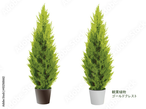 観葉植物