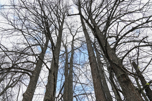 Fototapeta Naklejka Na Ścianę i Meble -  Bare old trees against the blue sky in spring. Nature background